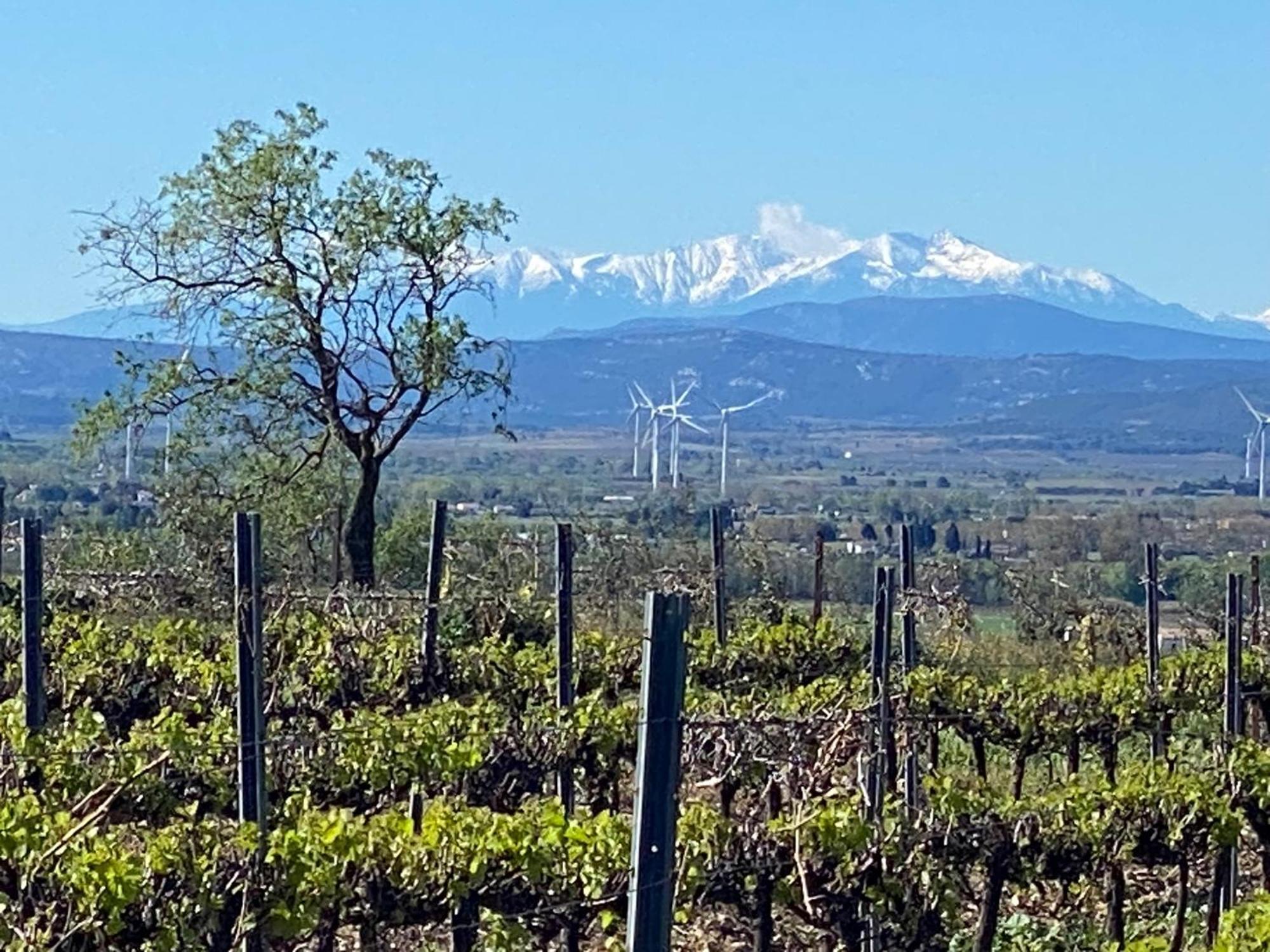 Maison Du Midi, 2 Gites De Charme Ginestas Kültér fotó
