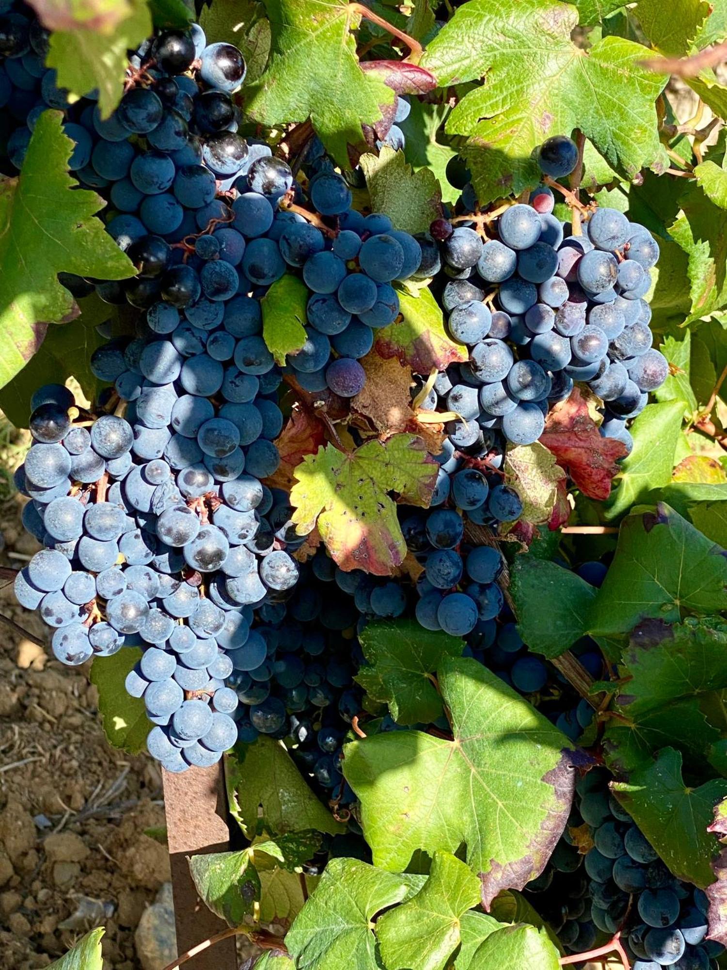 Maison Du Midi, 2 Gites De Charme Ginestas Kültér fotó