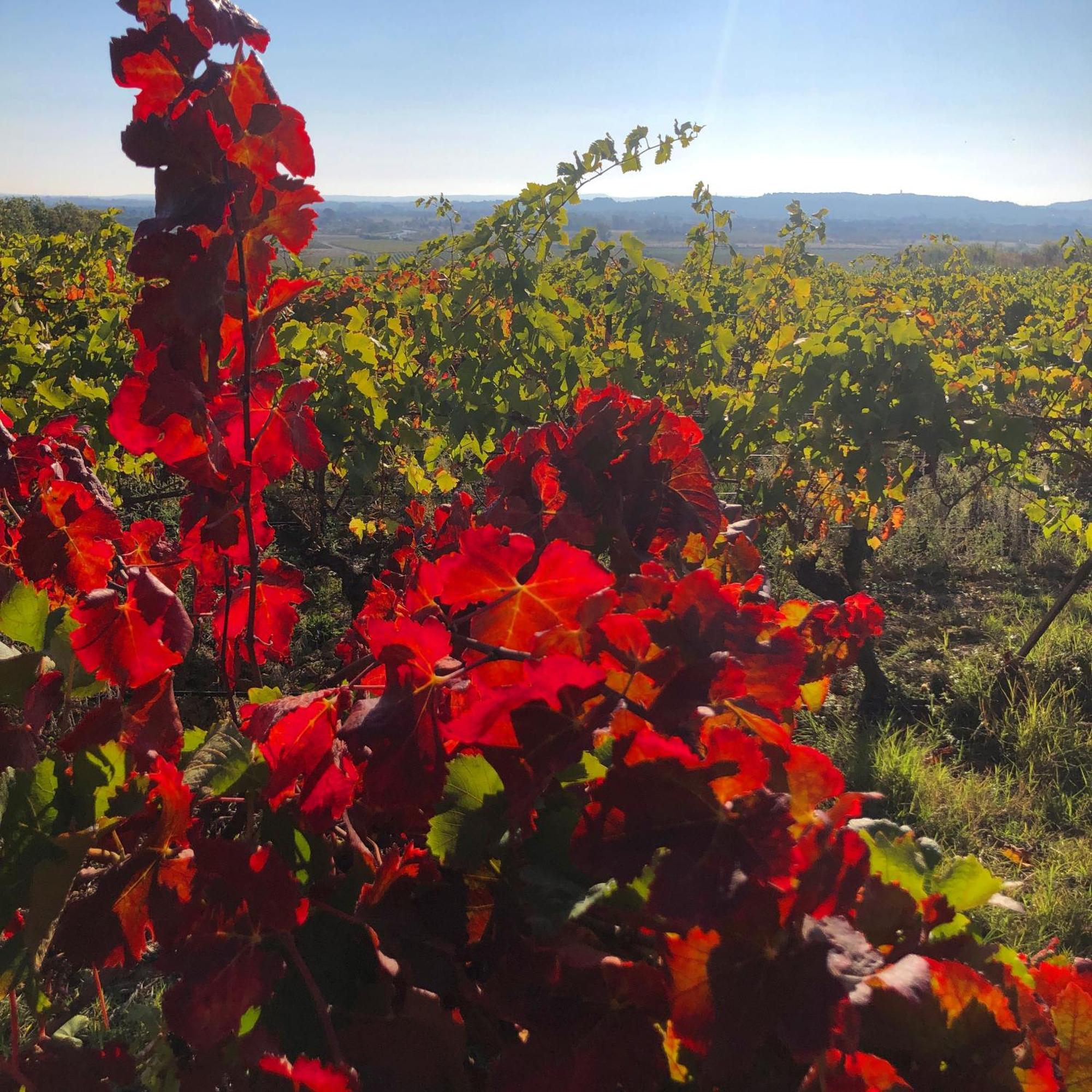 Maison Du Midi, 2 Gites De Charme Ginestas Kültér fotó